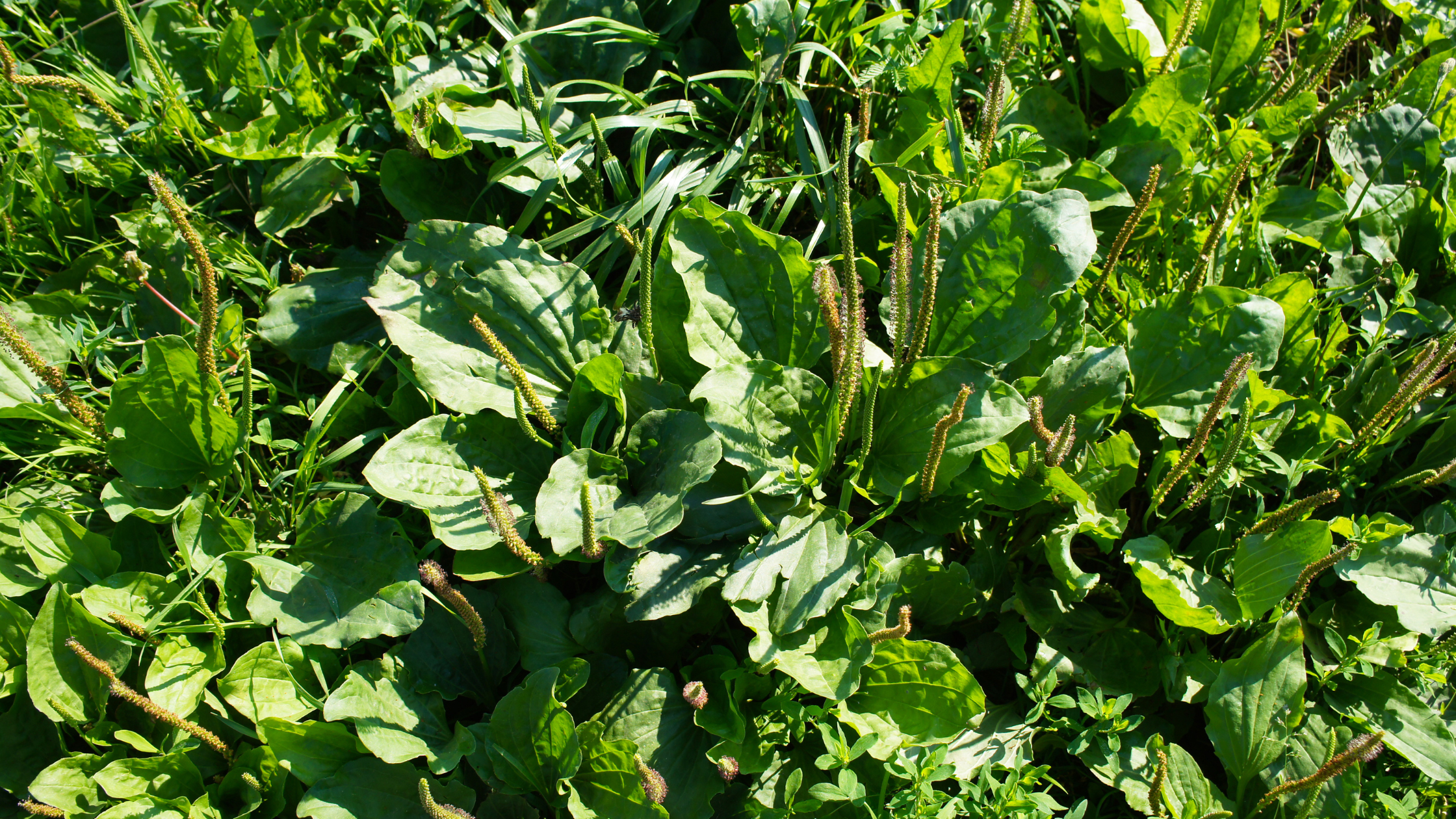 Broadleaf Plantain