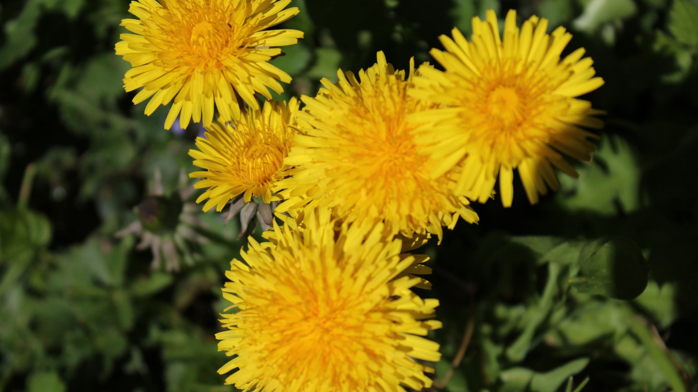 Dandelions