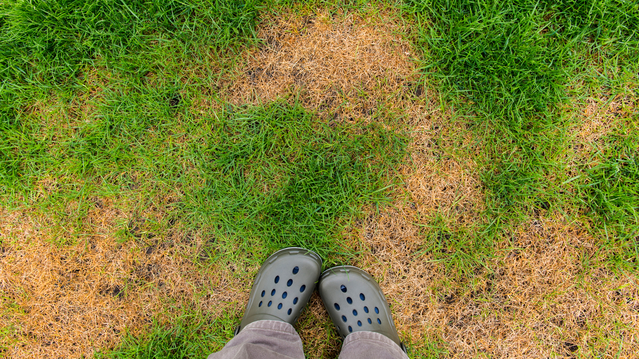 Discolored Grass