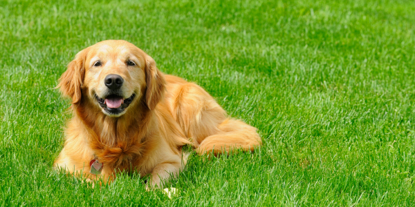 Dog Spotting - Common Spring Lawn Problems and How to Solve Them 