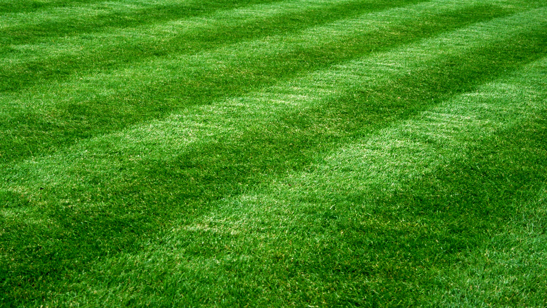 Factors to Consider When Choosing a Lawn Seeding Service