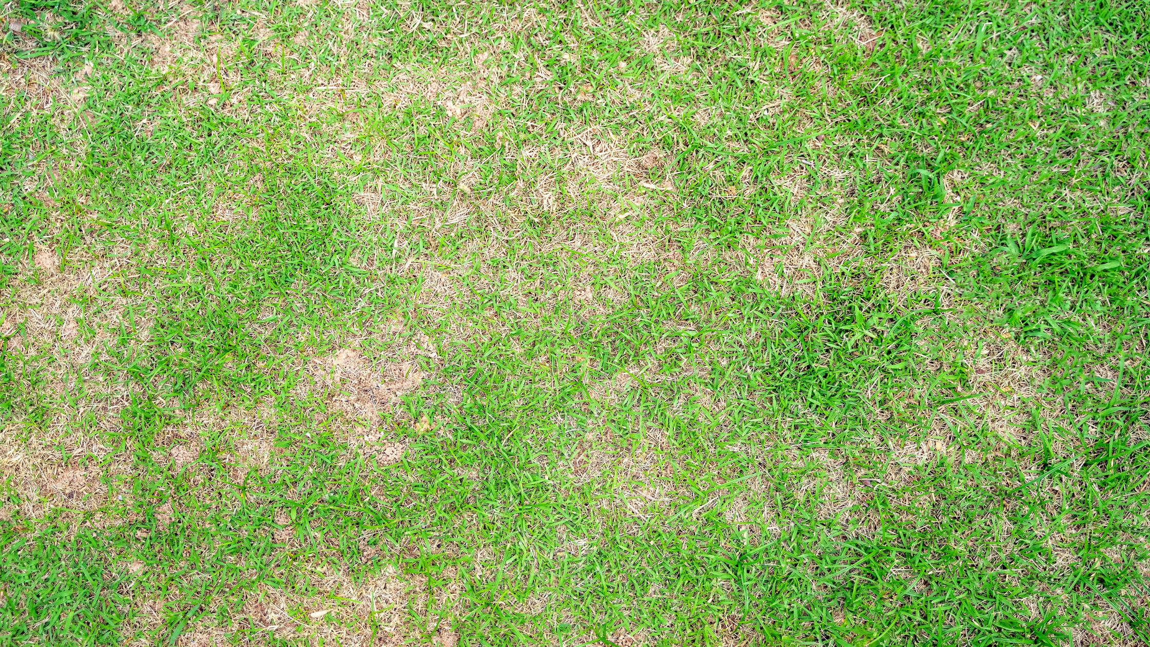 Improper water can lead to a patchy lawn