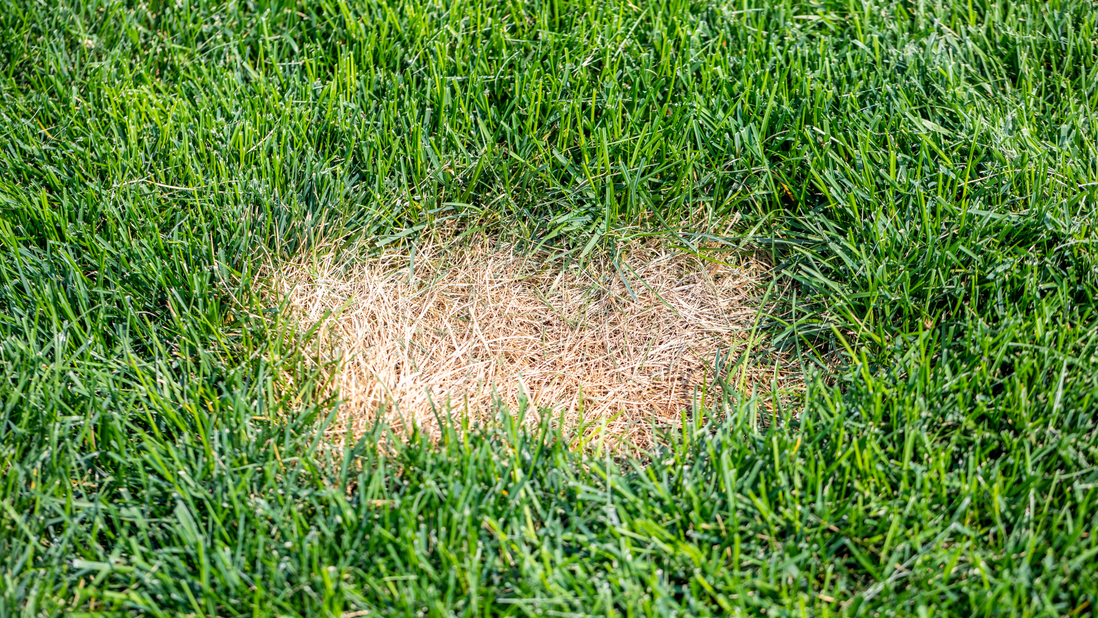 Lawn lacking key nutrients