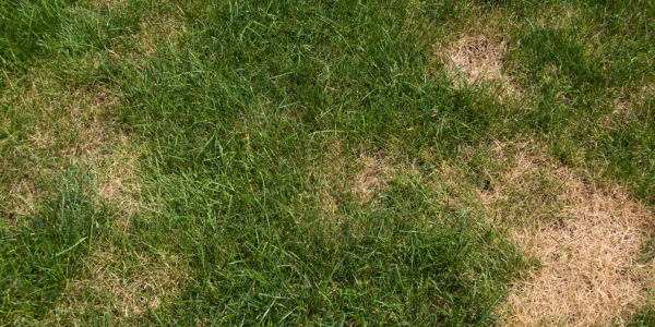 Nutrient Deficiency - Common Spring Lawn Problems and How to Solve Them 