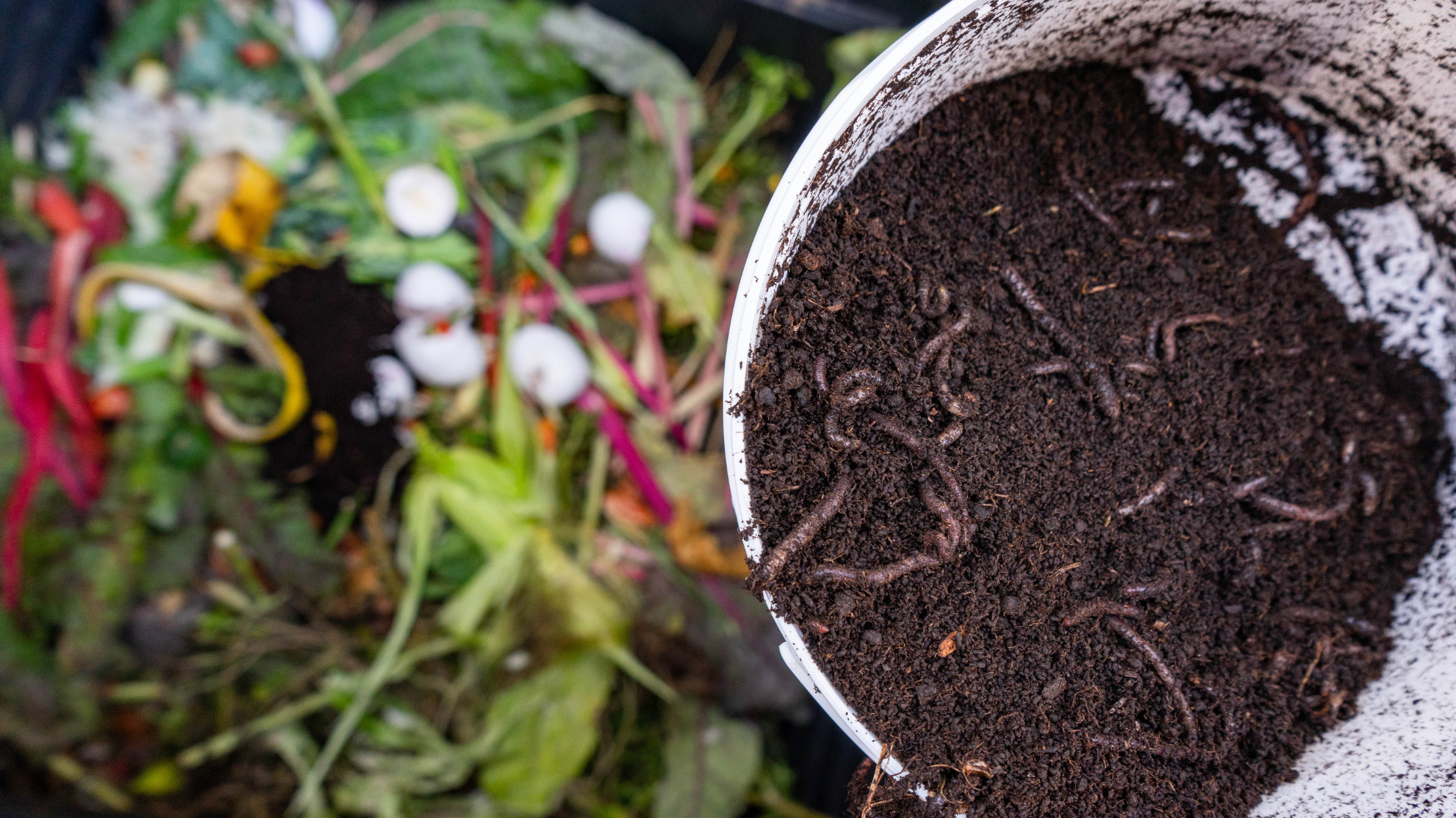 Organic Compost with Worms