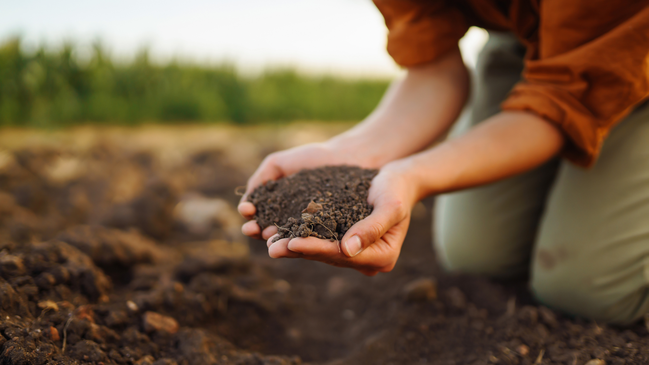 Organic Manure