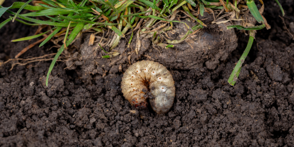 Pest Infestation - Common Spring Lawn Problems and How to Solve Them 