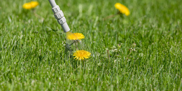 Pest and Weed Control -  Spring Landscaping Checklist for Central MA