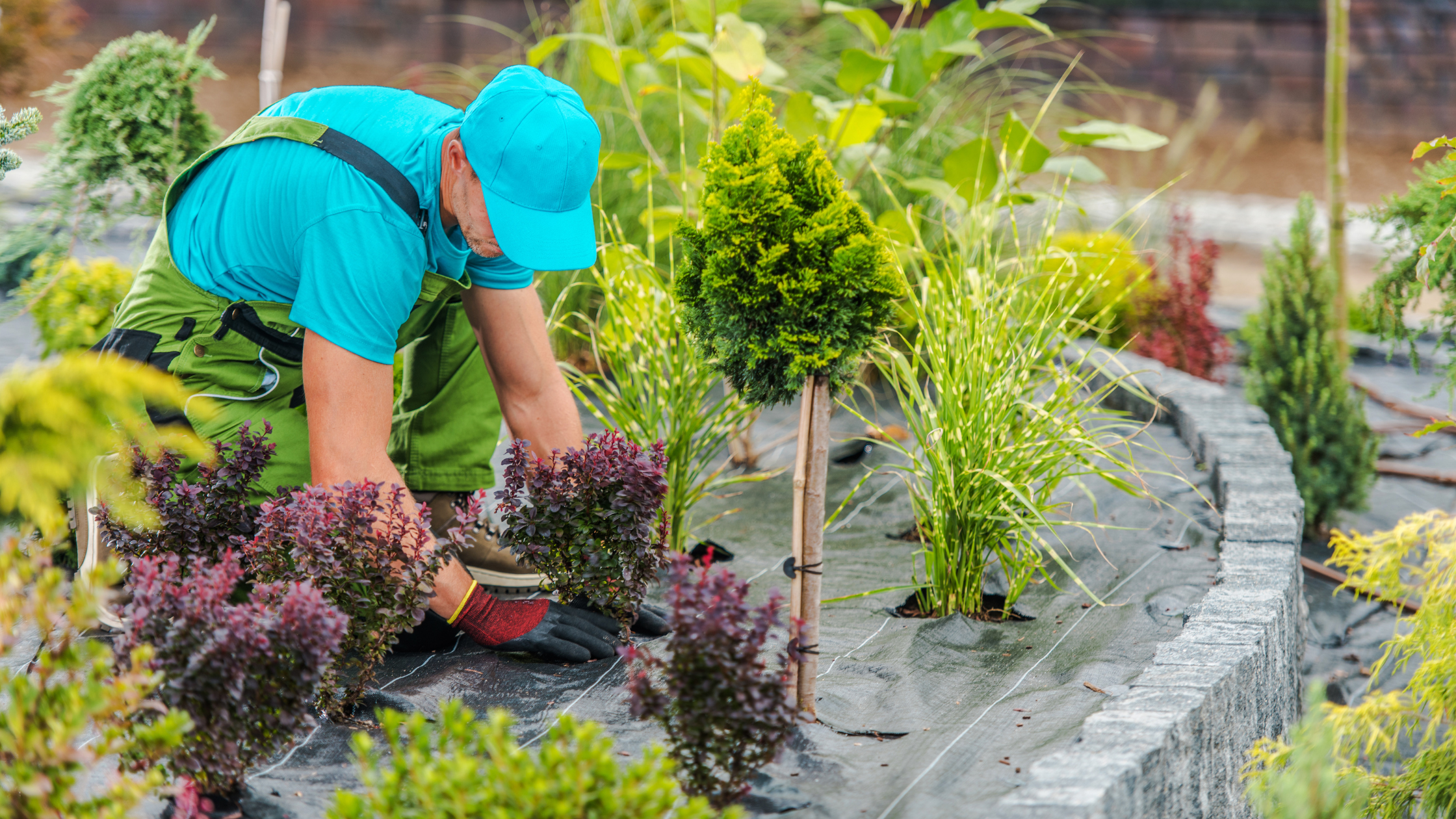 Professional Landscaper Planting with Weed Barrier