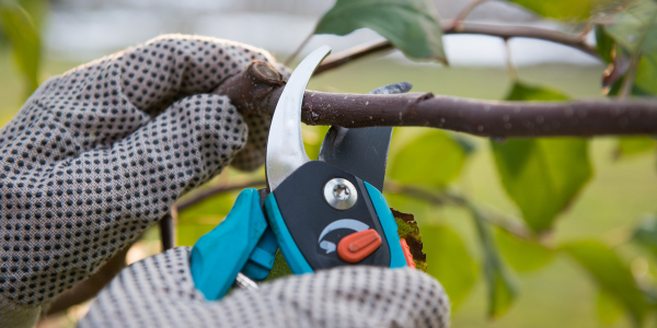 Pruning and Trimming - Spring Landscaping Checklist for Central MA