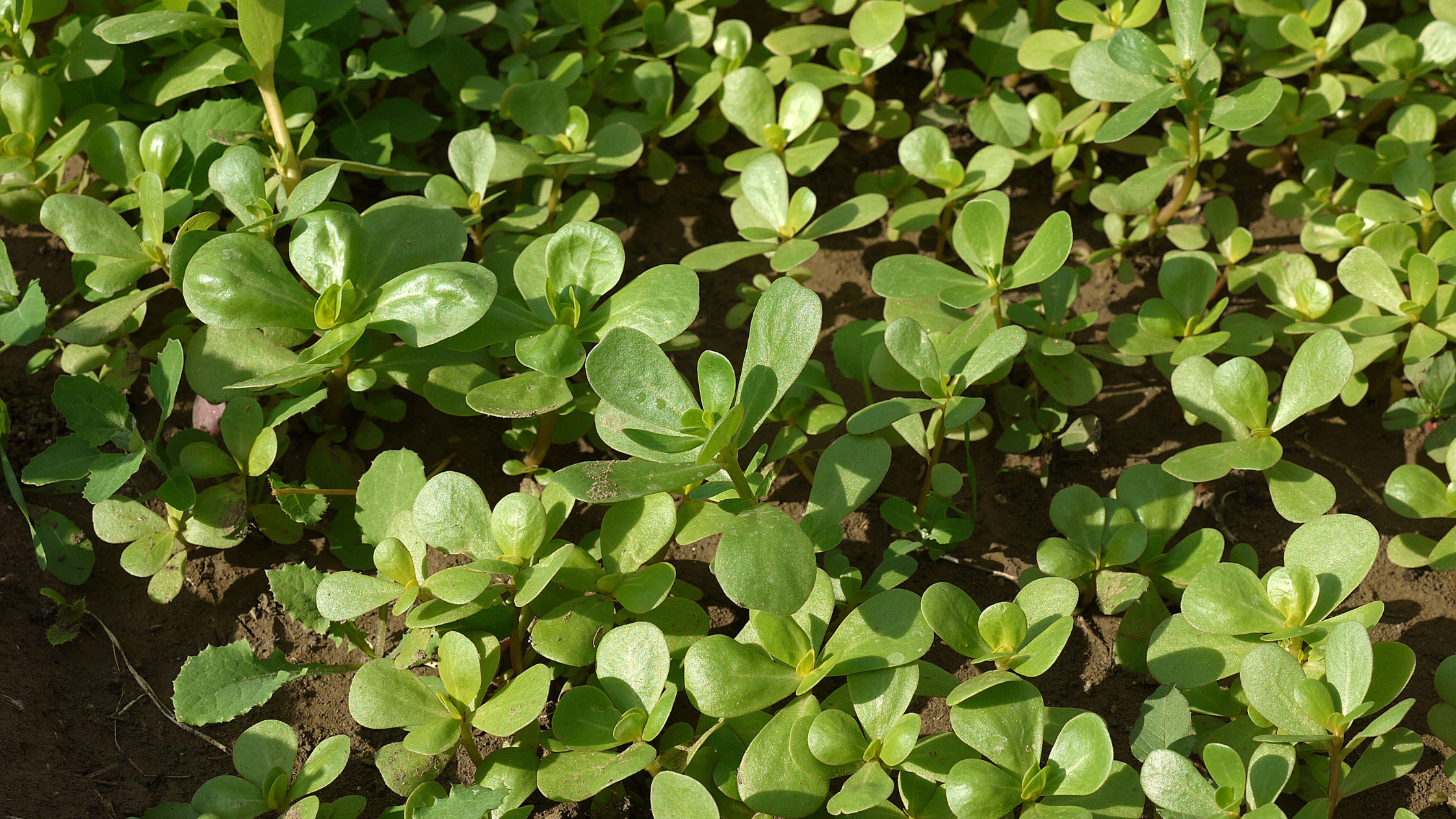 Purslane