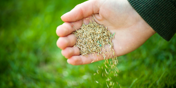 Seeding your lawn