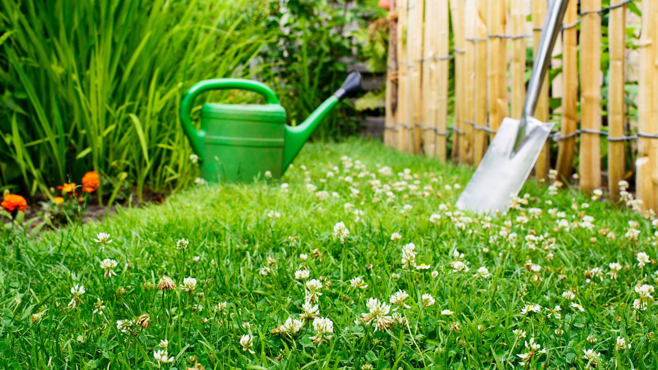 Sustainable Clover Lawn