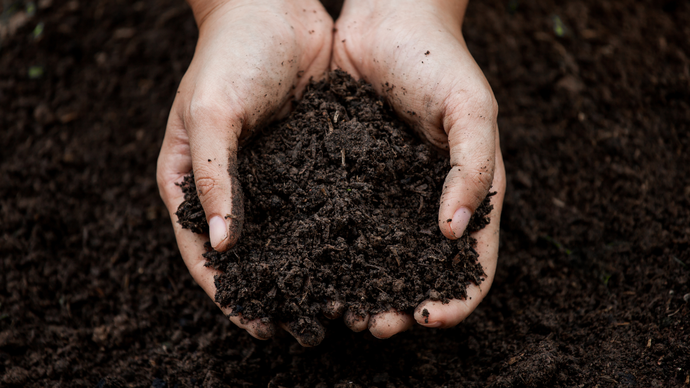 The Benefits of Organic Fertilizers-2