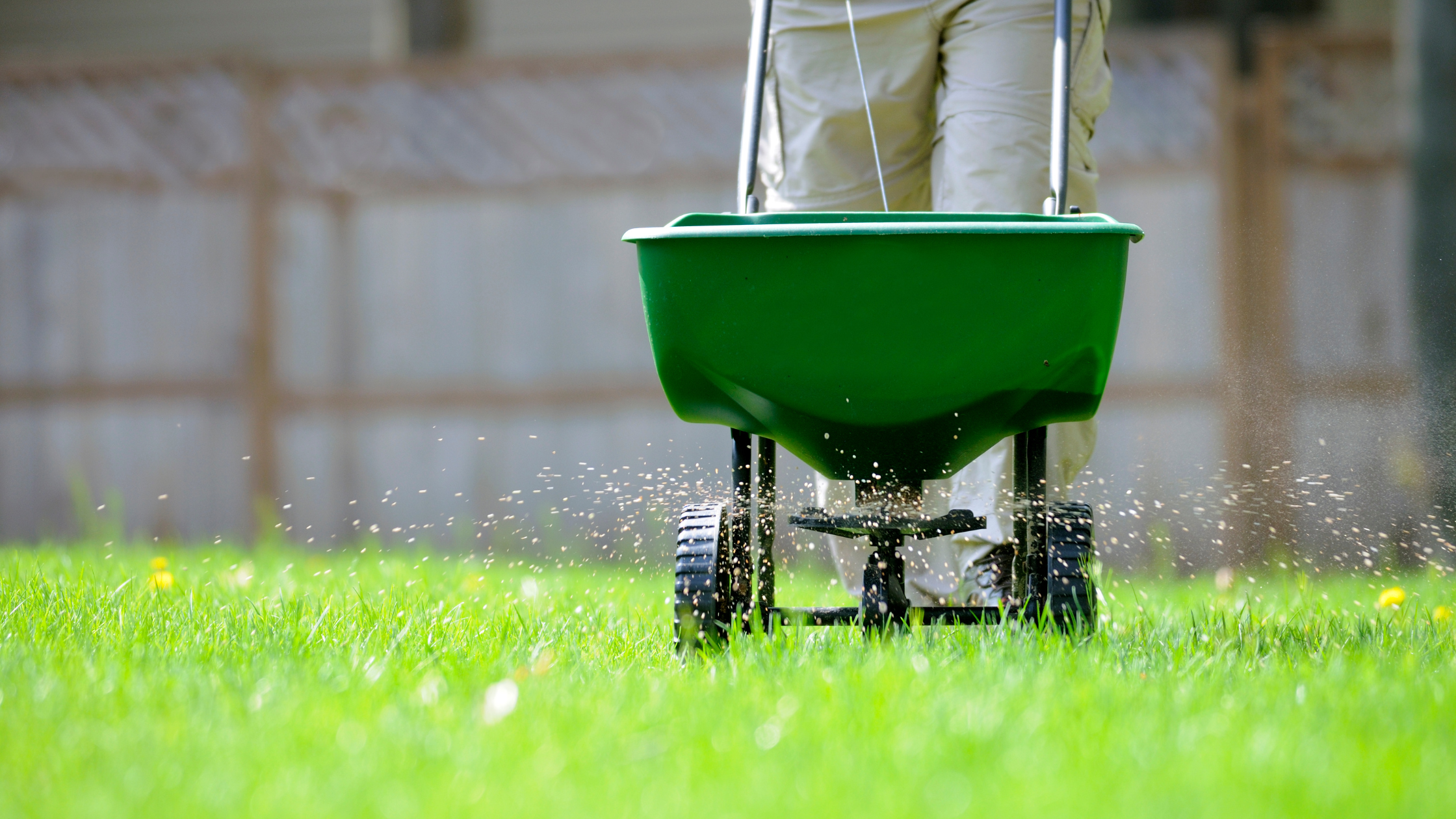 Use a spreader to evenly distribute organic treatments