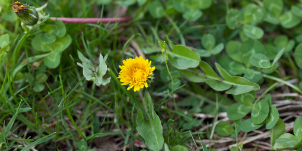 Weed Infestation - Common Spring Lawn Problems and How to Solve Them 