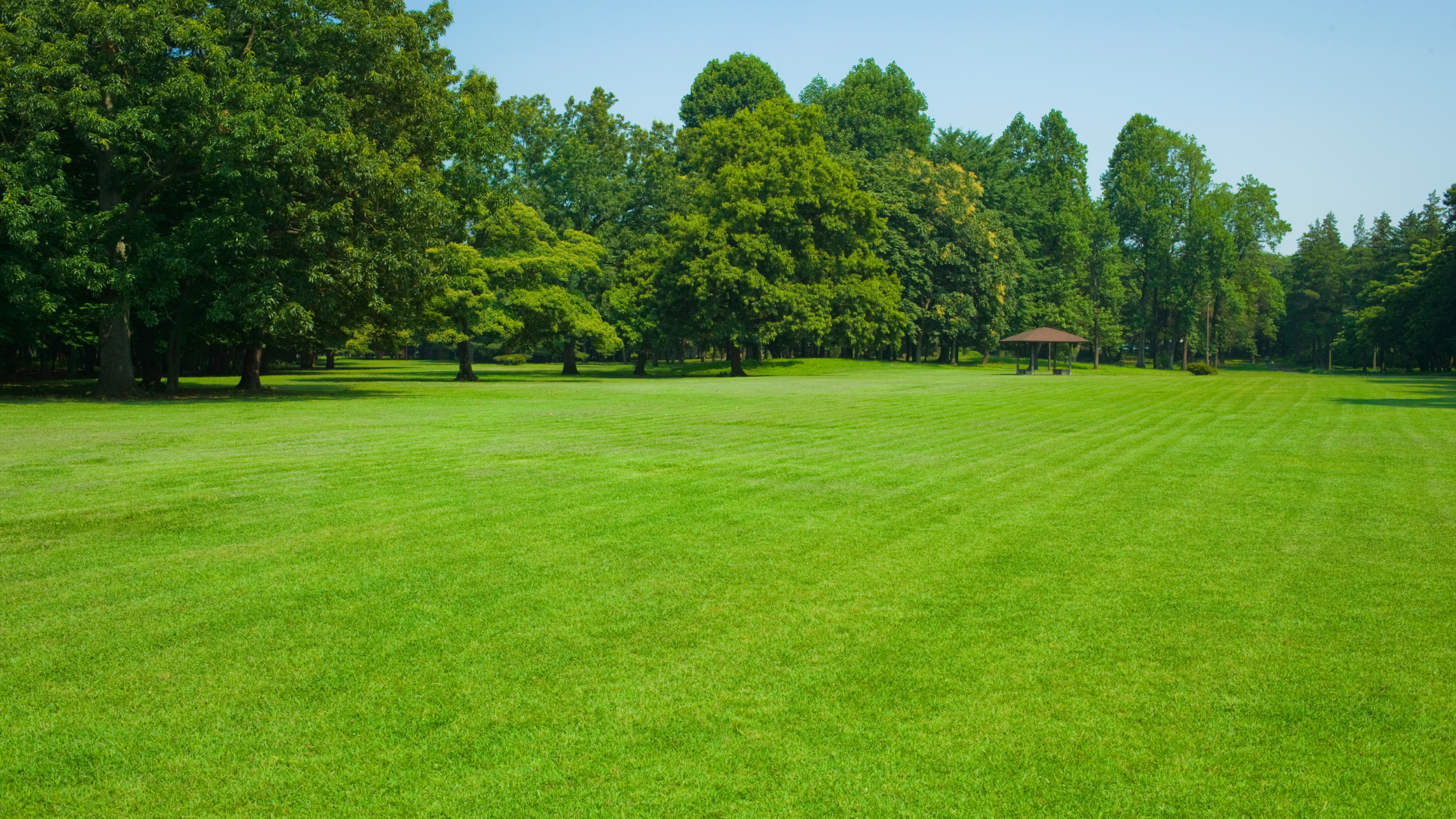 What are the Best Options for Grass Seed in Central Massachusetts - Options