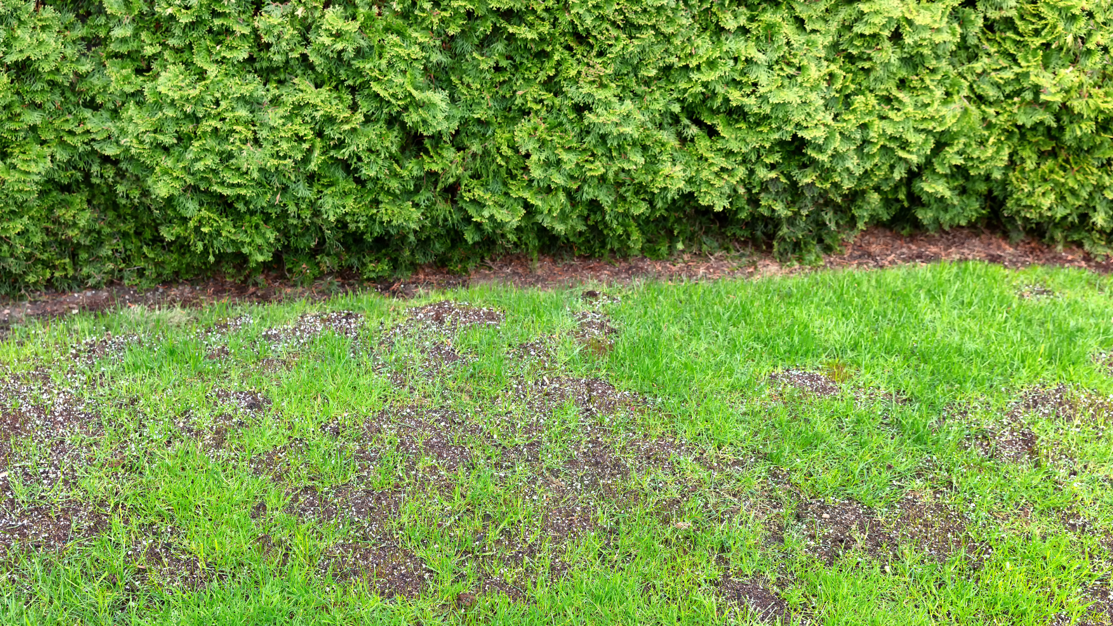 What causes a patchy lawn