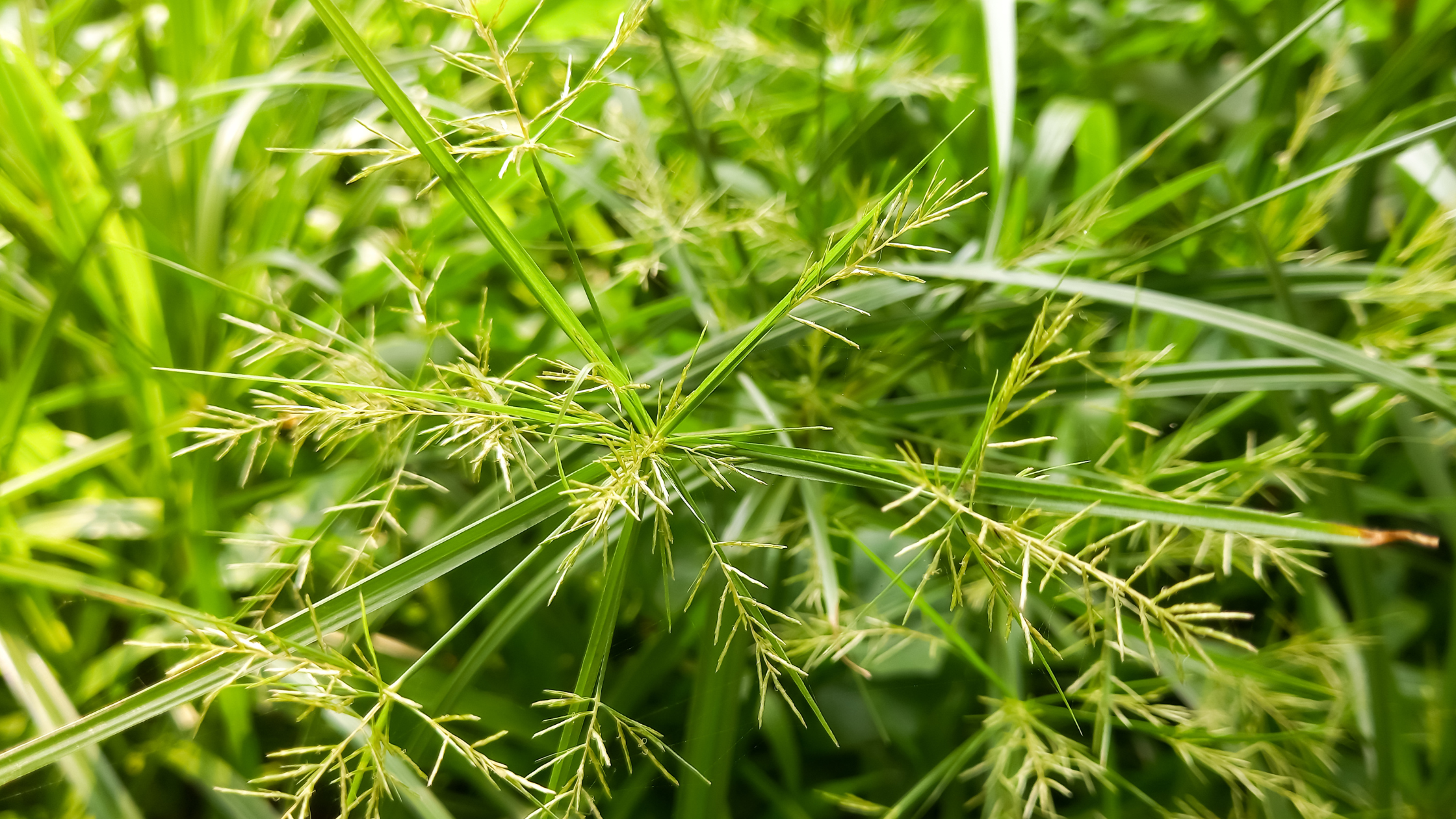 Yellow Nutsedge