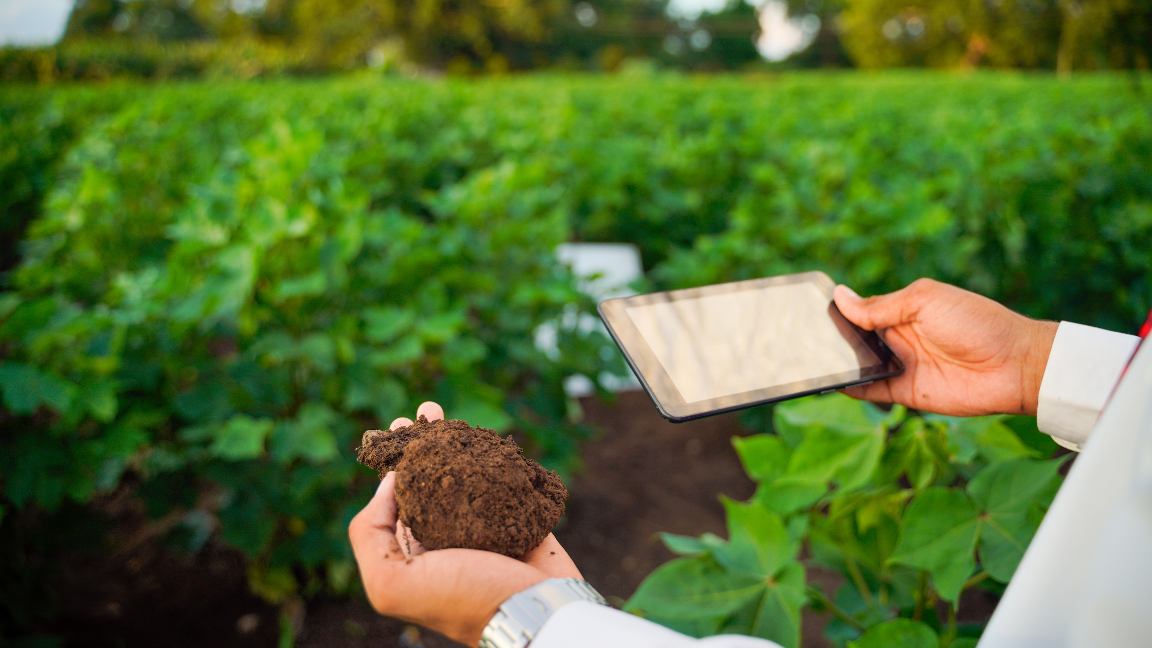 Digging Deeper: Exploring the Benefits of Soil Testing